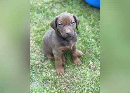 Rhodesian Ridgeback Welpen mit Papieren -Livernose-