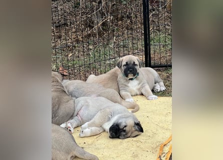 Kangal-Welpen suchen liebevolles Zuhause