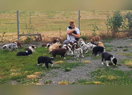 Border Collie-Welpen , black-,choco-,red-white und red-,black-merle