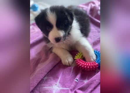 Supersüsse Australian Shepherd Welpen