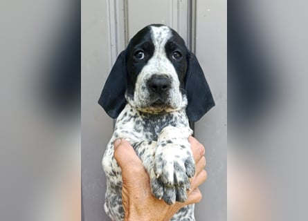 Braque d'Auvergne (Auvergne Vorstehhund) Welpe