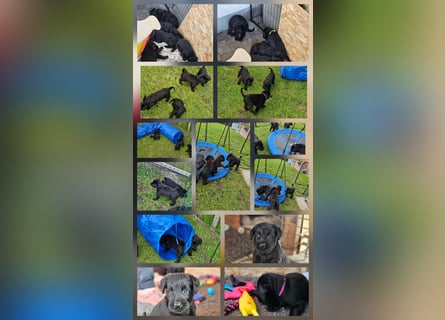 Riesenschnauzer schwarz Welpen des A-Wurf's am 02.07.25 gefallen