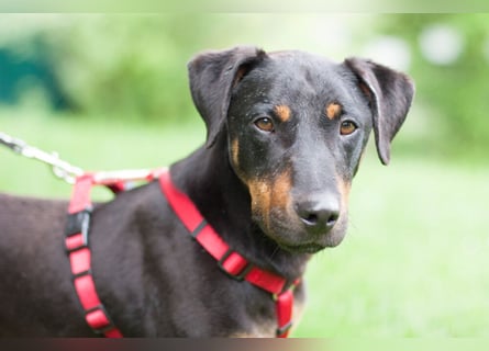 Chapi - quirliger, verschmuster Familienhund - Tierhilfe Franken e.V.