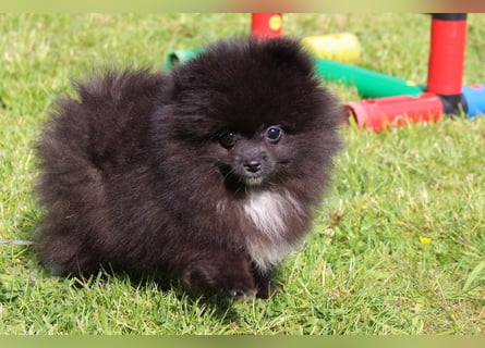 Zwergspitz Pomeranian Welpen in verschiedenen Farben mit Papieren