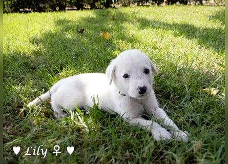 Biscuit, Casper, Pearl, Lily und Dove  suchen ihre Familie ab Oktober