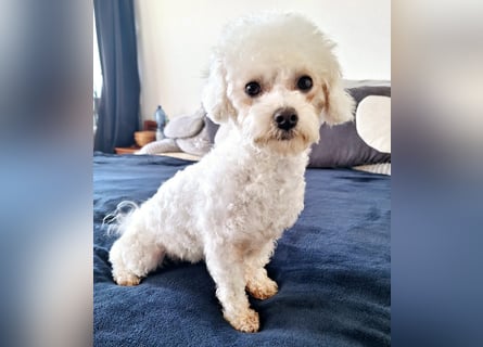 Bichon Frise Weibchen knapp 2 Jahre alt mit Stammbaum