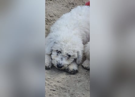 Spanischer Wasserhund