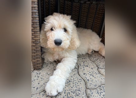 Abgabebereite Goldendoodle & Labradoodle Labrador+Golden+Retriever+Pudel Welpen