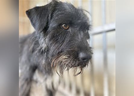 ❤️ ehemals armer LUPI - 2 Jahre, 45cm - Schnauzer-Mix