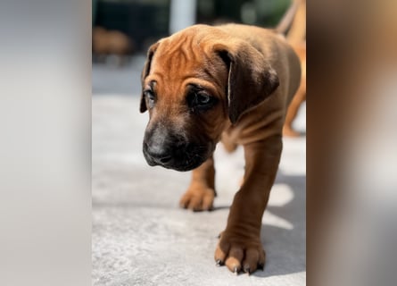 Rhodesian Ridgeback Welpen