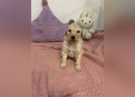 Wunderschöne Goldendoodle Welpen zu verkaufen Abgabe frühestens ab 06.12.24