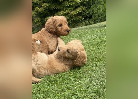 Aussiedoodle / Aussiepoo  F1b