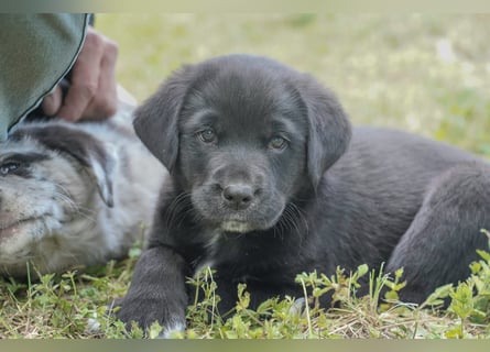 Aussiedor ( Australian Shepherd x Labrador) Welpen suchen neues Zuhause