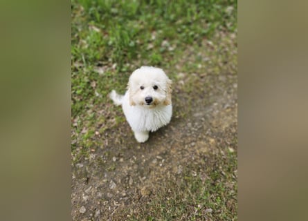 Zwerg Pudel x Maltipoo