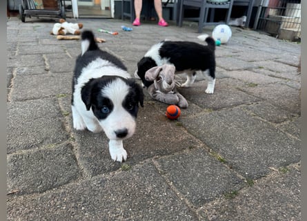 Border Collie welpen 