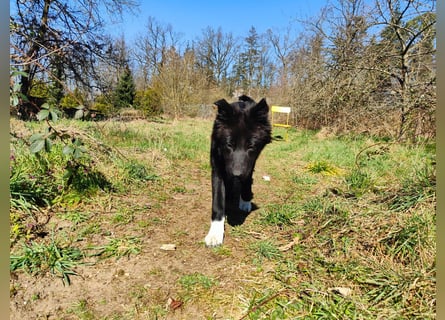 6 Monate alter Jung_ Shollie: Intelligent, Stubenrein, lernbegierig...