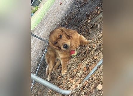 Golden Retriever dark reinrassig