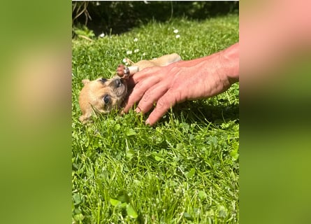 Chihuahua Welpe Hündin