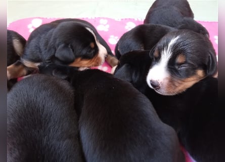 Entlebucher Sennenhund-Welpen "vom Zwergenstübchen" mit Ahnentafel