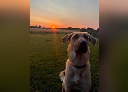 Rüde Lucky sucht ein neues Zuhause ❤️