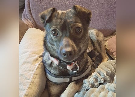 ❤️ MAKI - Liebe auf den 2. Blick? - 1 Jahr, 40cm/10kg