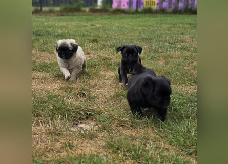 Mops Welpen  ( Altdeutsche )