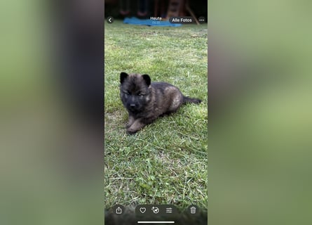 Verkaufe Deutsche Schäferhundwelpen