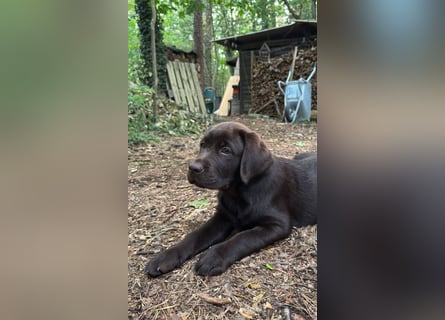 Wunderschönen Labrador Rüden