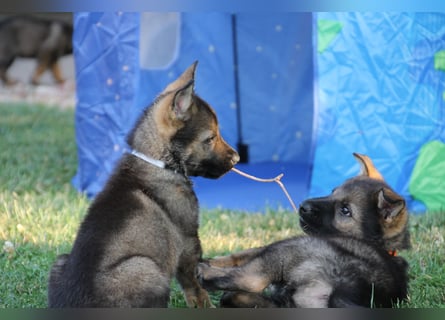 Schäferhund Welpen mit VDH Ahnentafel