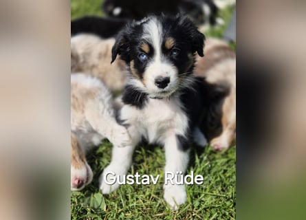 Australian Shepherd Welpen