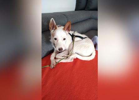 Joaozinho, Podengo-Mix, scheuer kleiner Bub