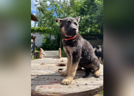 Deutsche Schäferhund Welpen