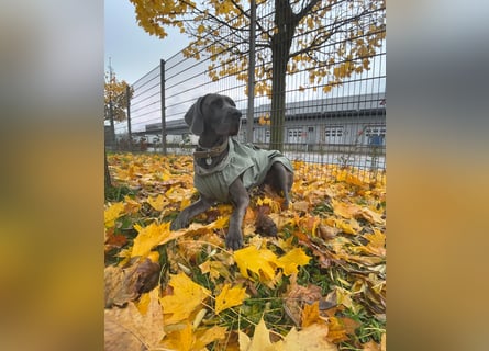 Weimaraner-Dogge