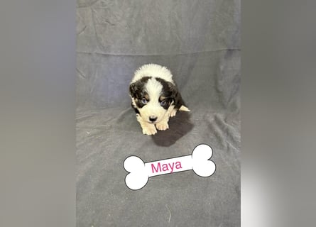 8 Australian Sheperd Welpen