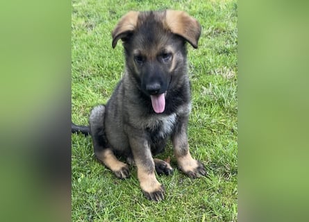 Typvolle Schäferhund Welpen aus Kör und Leistungszucht  abzugeben.