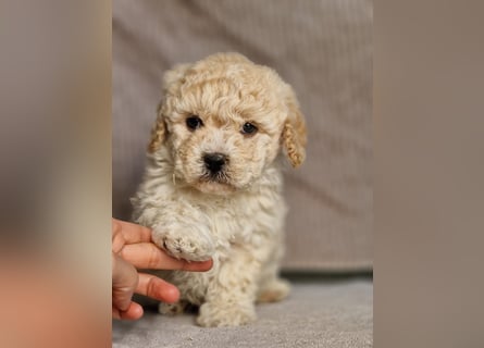 Maltipoo Welpe Rüde