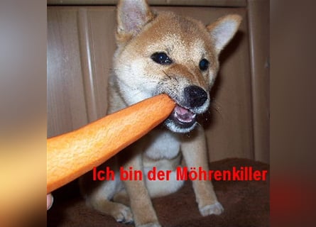 Erstklassige Shiba Inu Zucht in Sachsen