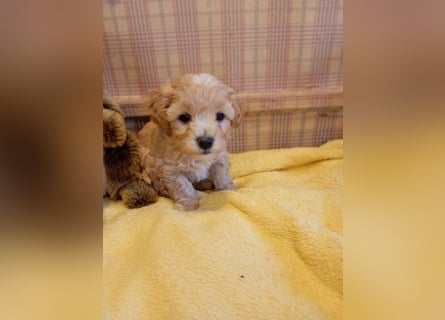 Maltipoo Welpen