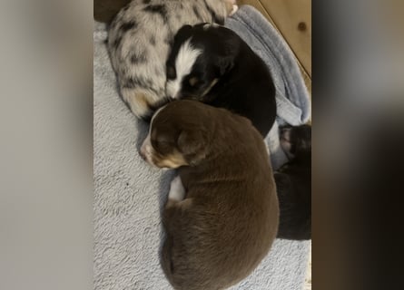 Mini Australien Shepherd Welpen suchen Traumzuhause
