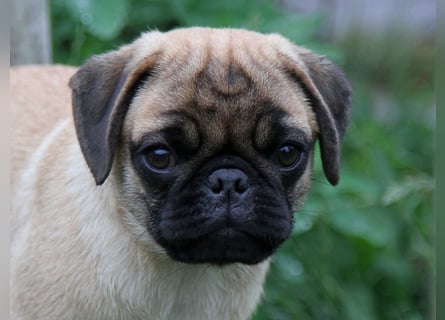 Mops 2.0 Welpen, Rüde, 13 Wochen, Ahnentafel CfdM / VDH / FCI