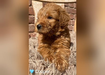 Labradoodle F1 apricot