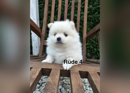 Süße Pomeranian Zwerkspitz Welpen 