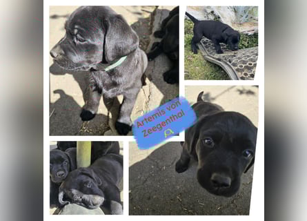 Nur 2 Labrador Weibchen mit Ahnenpass 2 Rüden & 6 Weibchen in Schwarz