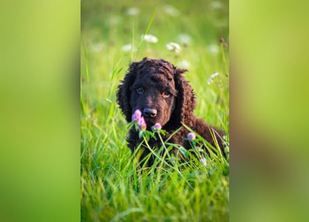 Irish Water Spaniel Welpen / Nichthaarend / FCI - VDH Zucht