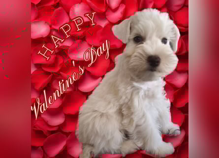 American Schnauzer