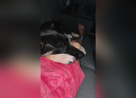 Liebenswerter, intelligenter Schäferhund sucht sein für-immer zu Hause