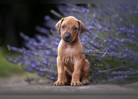 Rhodesian Ridgeback Welpen mit FCI-Ahnentafel