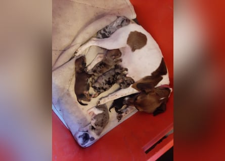 Zuckersüße Jack Russel- Dackel Welpen in liebevolle Hände abzugeben !