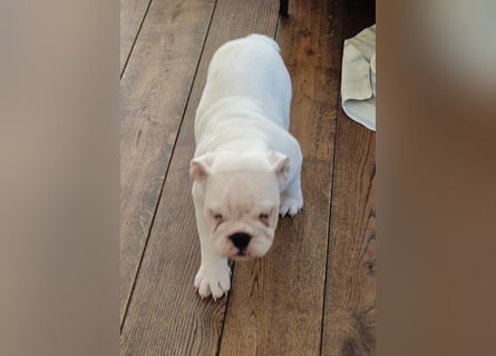 Englische Bulldoggen welpen Top Pedigree FCI