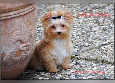 Yorkshire Terrier Hündinnen u. Rüden